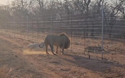 Formalhaut, Ingwavuma and the 3 Cleopatras