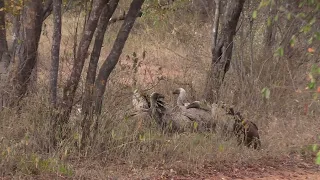 Vulture Interaction at Shidolo