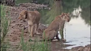 Aura and Una at Malachite