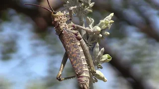 A Milkweed Locust