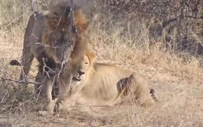 Ingwavuma and Jurassi at temple dam