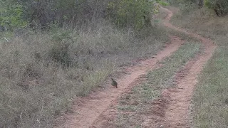 Crested Francolin