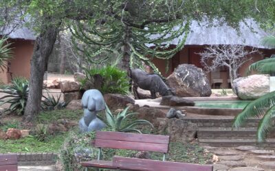 WIldebeest In Camp Unicorn