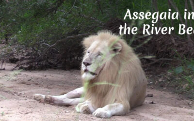 Assegaia in River Bed