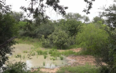 Birdsong at Shidolo Dam
