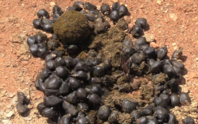 Dung Beetle at Work