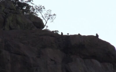 Sorabi Pyramids and Baboons at Dusk