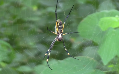 Golden Orb Spiders